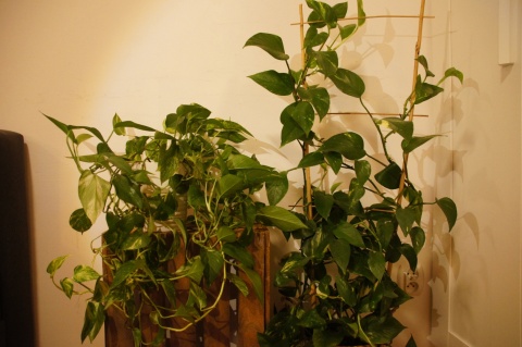 Gotowe podłoże uniwersalne 20l Substral