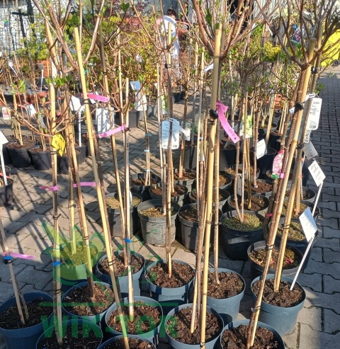 Hortensja bukietowa Sundae Fraise na pniu