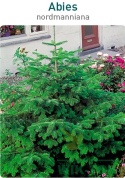 Jodła kaukaska