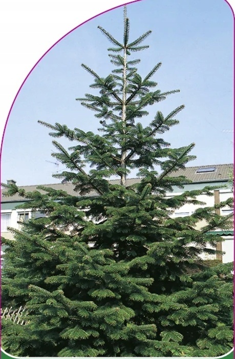 Jodła kaukaska