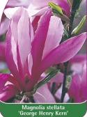 Magnolia George Henry Kern