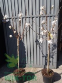 Magnolia gwiaździsta Royal Star pienna
