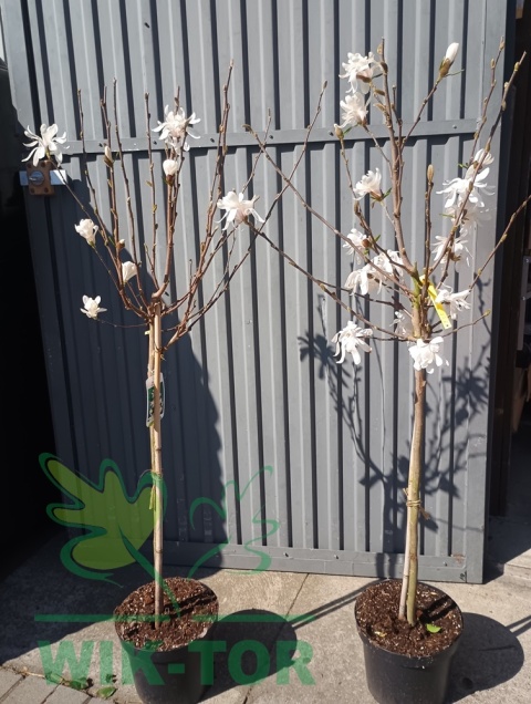 Magnolia gwiaździsta Royal Star pienna