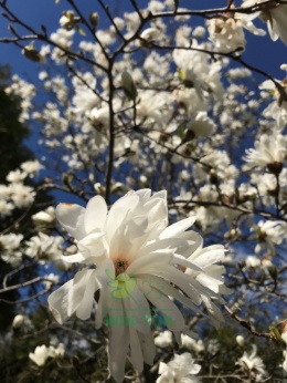 Magnolia gwiaździsta Royal Star pienna