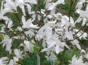 Magnolia gwiaździsta Royal Star pienna