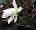Magnolia gwiaździsta Royal Star pienna