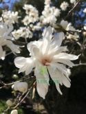 Magnolia gwiaździsta Royal Star pienna