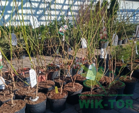 Magnolia soulangea Alba Superba