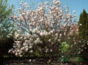 Magnolia soulangea