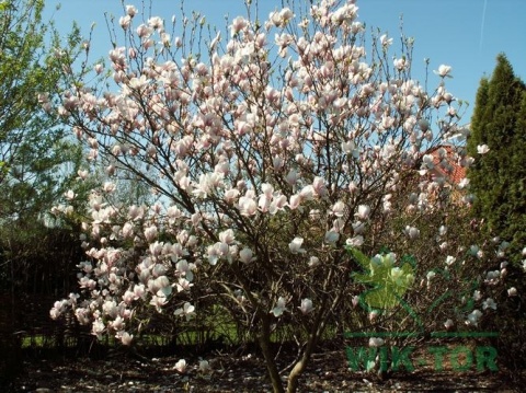 Magnolia soulangea