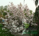 Magnolia soulangea