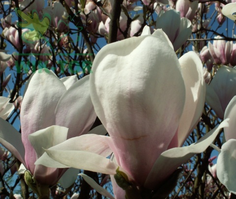 Magnolia soulangea