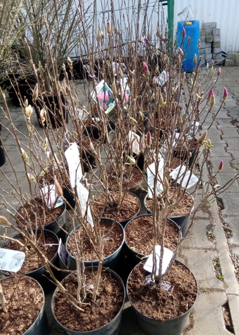 Magnolia soulangea