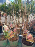 Magnolia soulangea