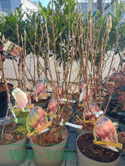 Magnolia soulangea