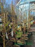 Metasekwoja chińska 'Goldrush'