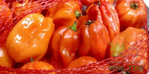 SUBSTRAL Nawóz naturalny do Pomidorów 1,2kg