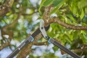 Sekator nożyce do gałęzi EnergyCut Pro L 12051