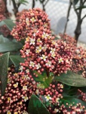 Skimia japońska 'Rubella'