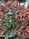 Skimia japońska 'Rubella'