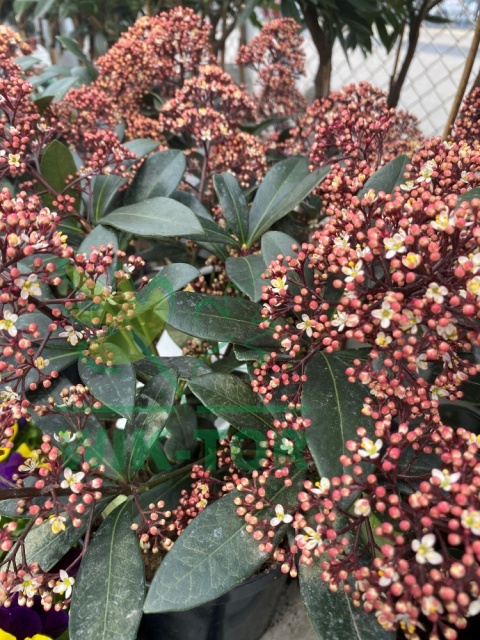 Skimia japońska 'Rubella'