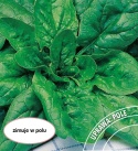 Szpinak Olbrzym Zimowy 500g
