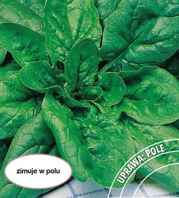 Szpinak Olbrzym Zimowy 500g