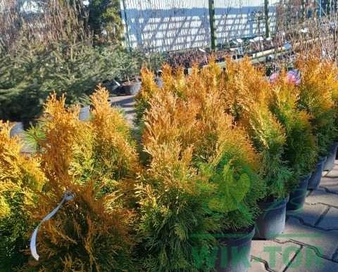 Żywotnik zachodni Golden Smaragd Thuja