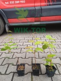 Aktinidia pstrolistna Adam