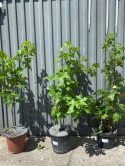Ambrowiec amerykański Liquidambar styraciflua