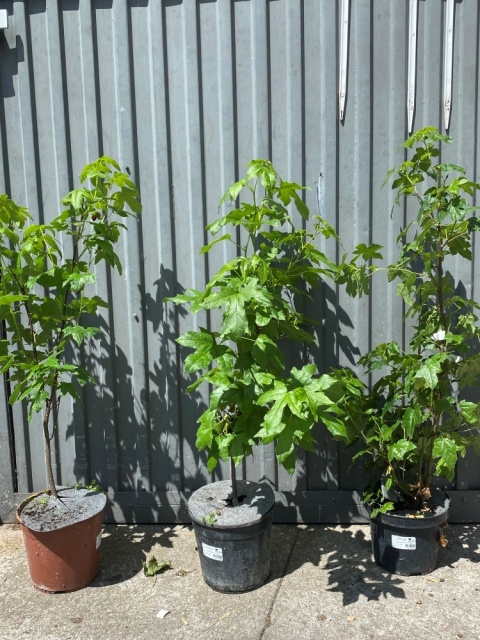 Ambrowiec amerykański Liquidambar styraciflua