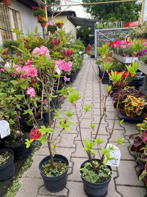 Azalia wielkokwiatowa Parkfeuer