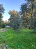Brzoza pożyteczna Doorenbos Wielopniowa