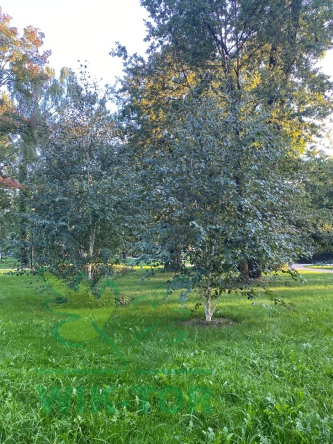 Brzoza pożyteczna Doorenbos Wielopniowa