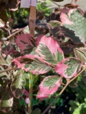 Buk pospolity 'Purpurea Tricolor'