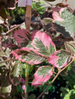 Buk pospolity 'Purpurea Tricolor'