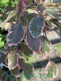 Buk pospolity 'Purpurea Tricolor'