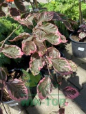 Buk pospolity 'Purpurea Tricolor'