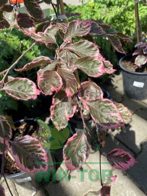 Buk pospolity 'Purpurea Tricolor'
