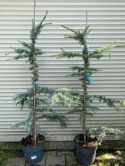 Cedr libański 'Glauca'