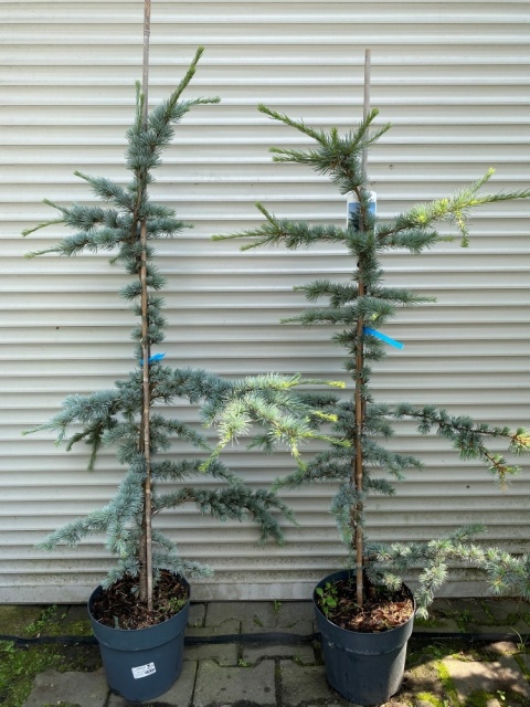 Cedr libański 'Glauca'
