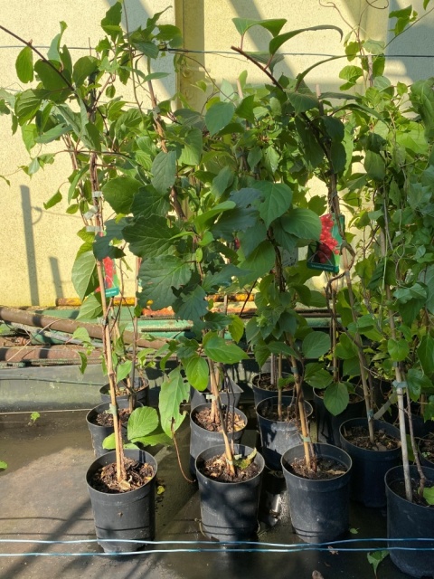 Cytryniec chiński 'Sadowa'