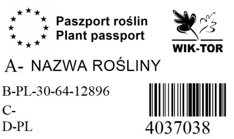Dąb błotny Green Dwarf