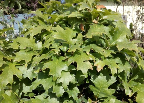Dąb błotny Green Dwarf