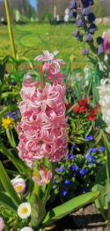 Hiacynt Różowy Pink Pearl 2szt