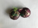 Hiacynt Różowy Pink Pearl 2szt