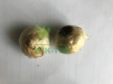 Hiacynt żółty Gipsy Queen 2szt