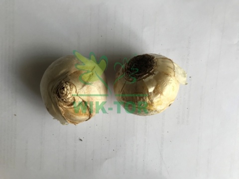 Hiacynt żółty Gipsy Queen 2szt
