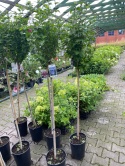 Ketmia syryjska 'Oiseau Bleu' Hibiskus niebieski na pniu