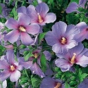 Ketmia syryjska 'Oiseau Bleu' Hibiskus niebieski na pniu